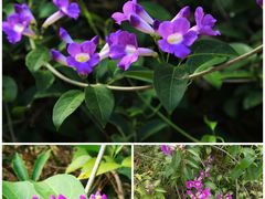 -华南国家植物园-售票处