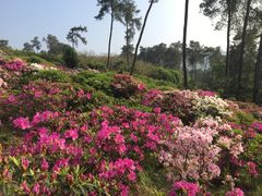 -南山植物园