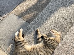 -龙华寺
