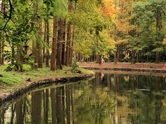 -上海共青森林公园