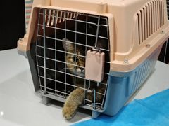 -伟伟宠物医院·CT影像中心·瑞派犬猫综合性门诊(汉口总院)