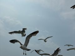 -海驴岛(荣成市)