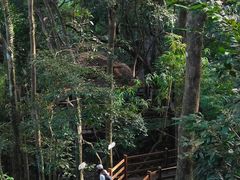 -海南霸王岭国家森林公园