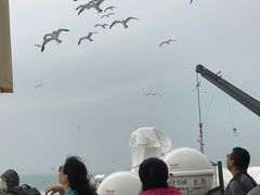 -长岛万鸟岛