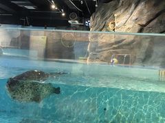 -萌宠奇缘(荣鼎店)