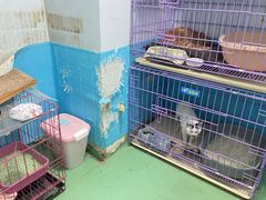 -爱贝特动物医院·猫口炎专科