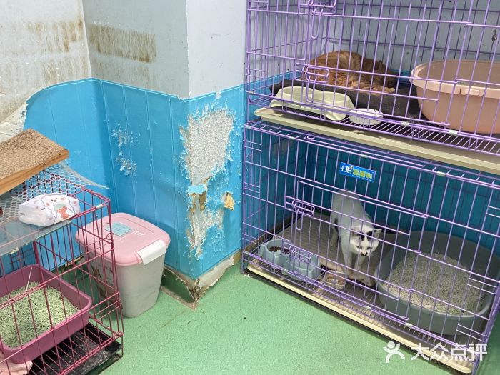 爱贝特动物医院·猫口炎专科图片