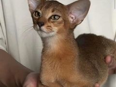 -猫十亿·布偶金渐层·曼基康矮脚猫舍(青年路店)