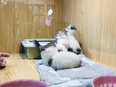 -屋虎猫馆(宝安大仟里店)
