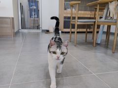-有喵·猫咖·狗咖·30几只猫10只小狗(岗厦店)