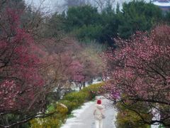 -梅花山(明孝陵内)