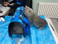 -纳吉亚猫专科动物诊疗中心(蒋宅口分院)