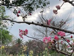 -天适樱花悠乐园