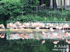 -阿提斯皇家动物园