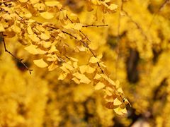 -四川大学(华西校区)