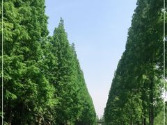 -黄海国家森林公园