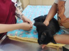 -美联众合动物医院·24h转诊中心