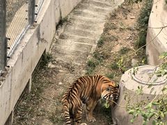 -石家庄市动物园