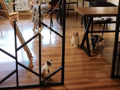 超可爱的猫猫-喵屋coffee