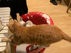 -Cappucimeow猫咪咖啡馆(韦伯时代店)