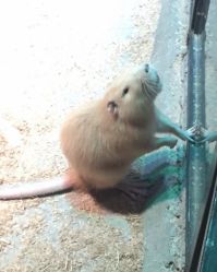 -酷嗒动物文化乐园(cutezoo西溪乐天城店)