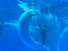 -海合安成都极地海洋公园