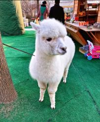 -萌宠亲子动物乐园(槐房万达店)