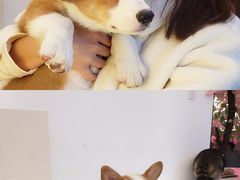 -浣熊柯尔鸭土拨鼠·电玩咖