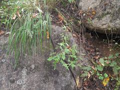 -云岫谷游猎自然风景区