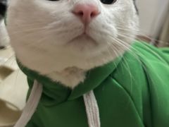 -宠颐生猫科·内科皮肤科(西平世纪城店)