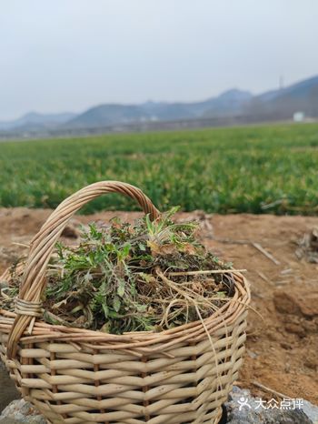 老婆要去挖野菜，只能开车去了