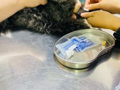 -特一安24小时宠物医院·骨科·中兽医