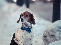 -菲滋意式餐厅(黄岩洞天店)
