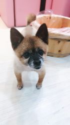 -柴小姐美睫美甲