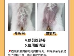 -翊宠yipet猫狗购宠庄园犬舍•猫舍