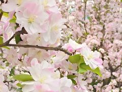 -海棠花溪(元大都城垣遗址公园)