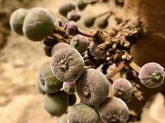 -呀路古热带植物园