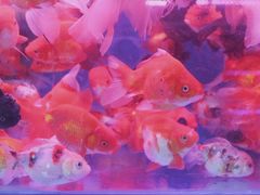 -苏州艺都古玩花鸟市场