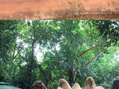 -海南热带野生动植物园