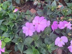 -花溪公园