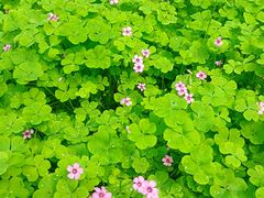 -洛阳市隋唐城遗址植物园