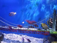 -太平洋海底世界