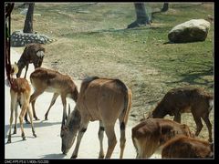 -西安秦岭野生动物园