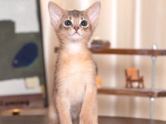 -小猫来了·猫舍(红山六九七九店)