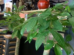 -探鱼·鲜青椒爽麻烤鱼(朝阳悠唐广场店)
