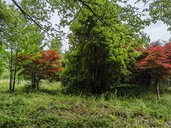 -东平国家森林公园