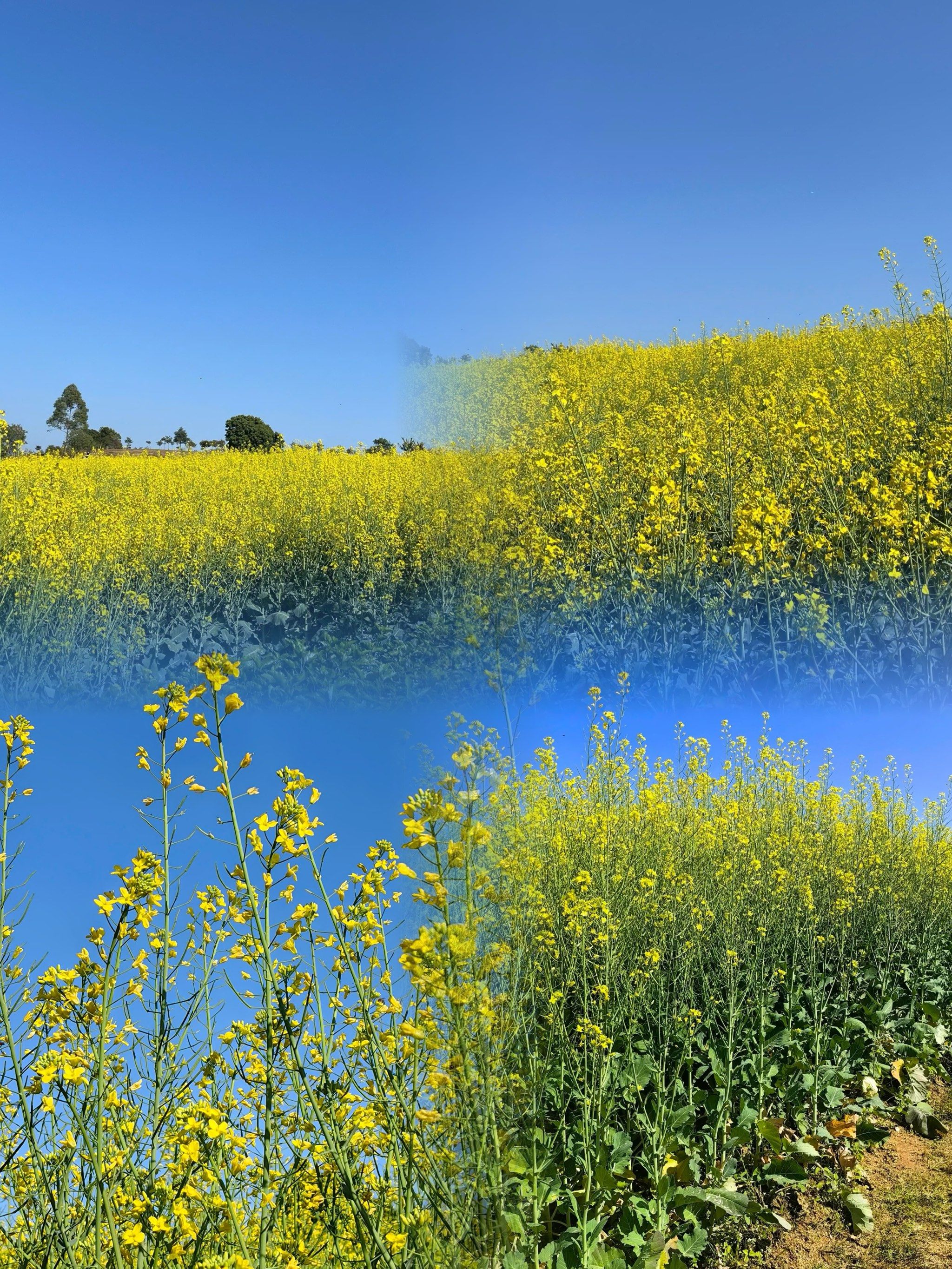 谁说深圳没有诗和远方?这片油菜花海美哭了
