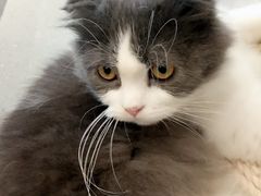 -飞行喵MR PILOT|猫舍·猫咖(静安大融城店)