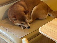 -柴の食堂·日式家庭料理·熊之肆(大学路店)