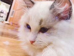 -袖虎·猫馆(体育西路店)